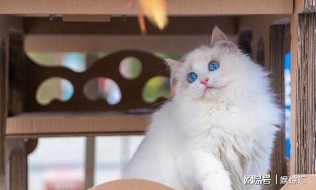 海双布偶猫和蓝双布偶猫的区别？海双vs蓝双你更喜好谁？